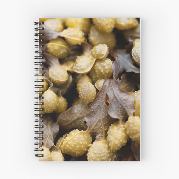 Item preview, Reproduction bodies of a spiral wrack, Fucus spiralis. designed and sold by Zosimus.