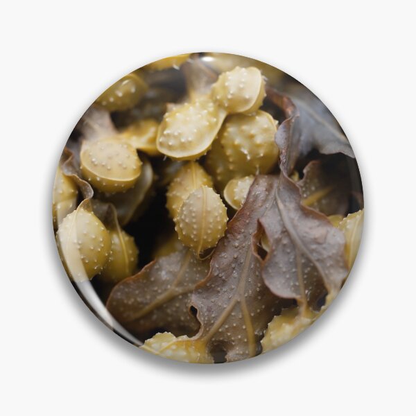 Artikelvorschau, Fortpflanzungskörper eines Spiralwracks, Fucus spiralis. entworfen und verkauft von Zosimus.