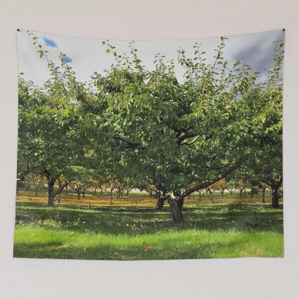 Item preview, Apple Orchard in the Okanogan designed and sold by BlueFoxCreative.