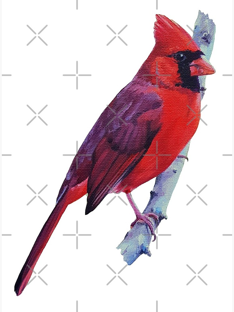 Northern Cardinal (no background) by EmilyBickell