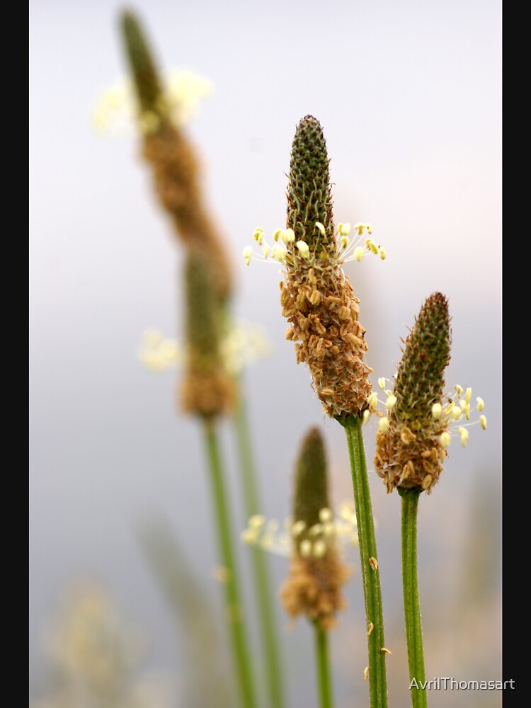 Thumbnail 7 of 7, Classic T-Shirt, Wild Flower by Avril Thomas - photography designed and sold by AvrilThomasart.