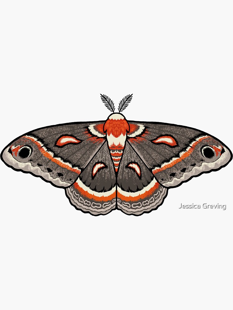 Moth Sticker, Cecropia Moth Insect Sticker, Waterproof Vinyl Art Stick -  studiotuesday