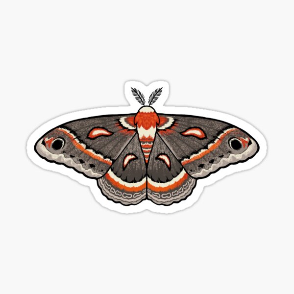 Cecropia Moth Sticker