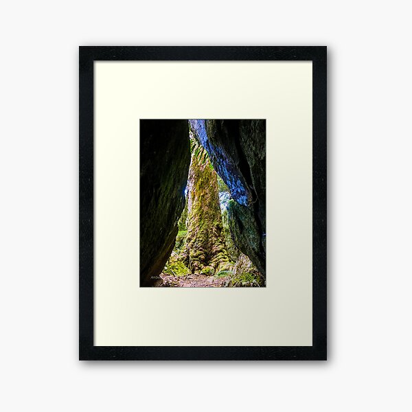 Arctic beech tree from a cave Framed Art Print