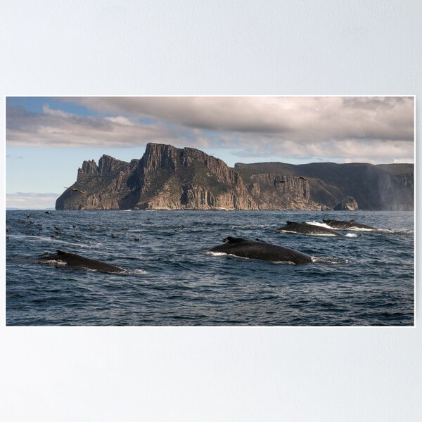 Item preview, Whales off Cape Pillar, Tasmania. designed and sold by Mark Higgins.