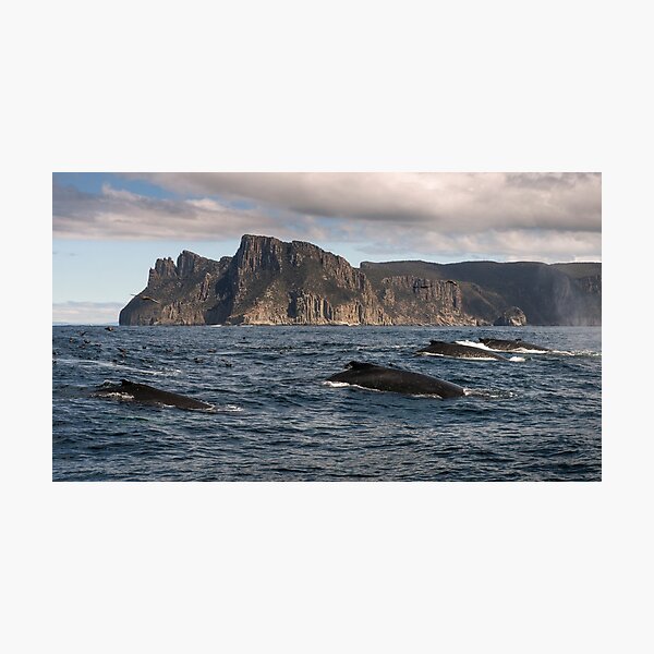 Item preview, Whales off Cape Pillar, Tasmania. designed and sold by Mark Higgins.