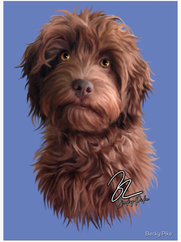 chocolate cockapoo