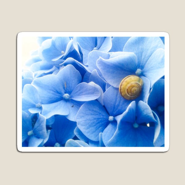 Golden Snail on Blue Hydrangea Magnet