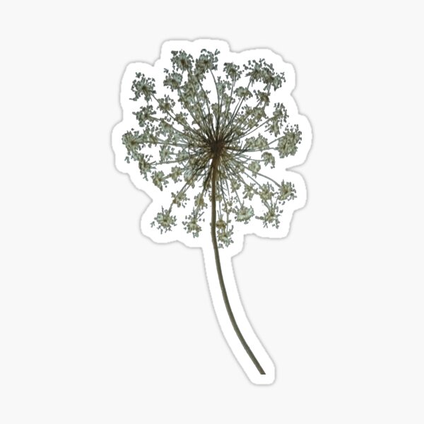 QUEEN ANNE’S LACE Sticker