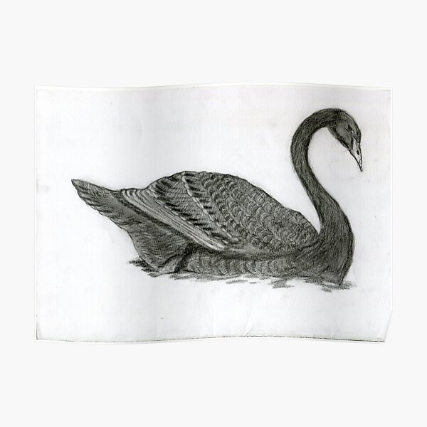 Realistic Black Swan Drawing Art -- Goose Graphite Pencil Poster