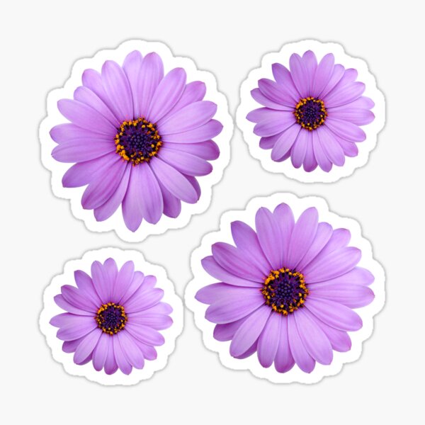 Purple Gerbera Daisy Pattern - Flowers - Gardening Sticker