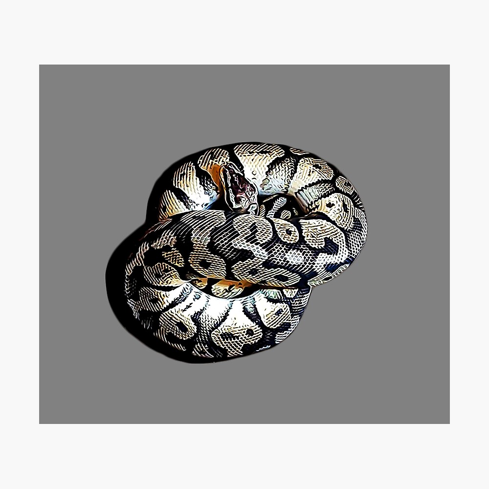 Ball Python Axanthic Pied Snake Poster for Sale by Elarex