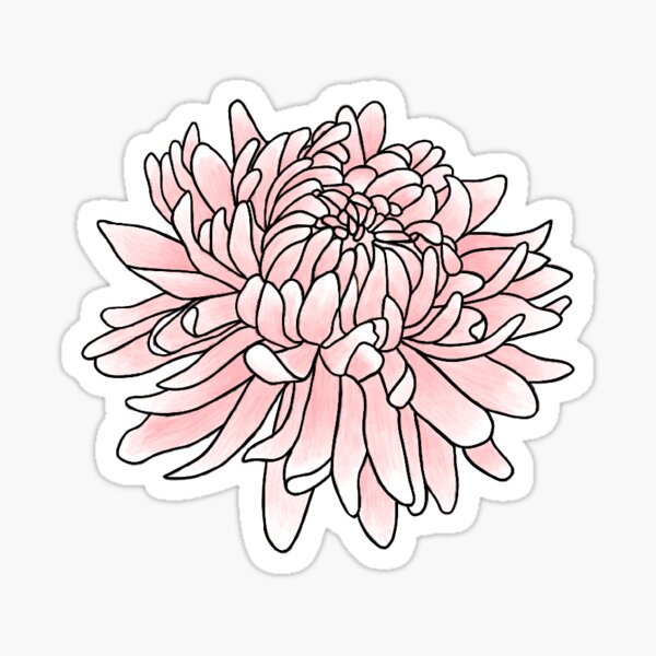 November Birth Month Flower | Chrysanthemum | Color Sticker