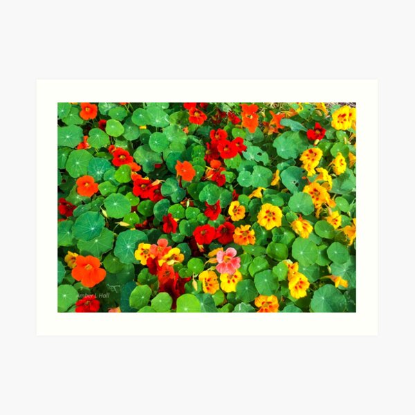 Nasturtiums Art Print