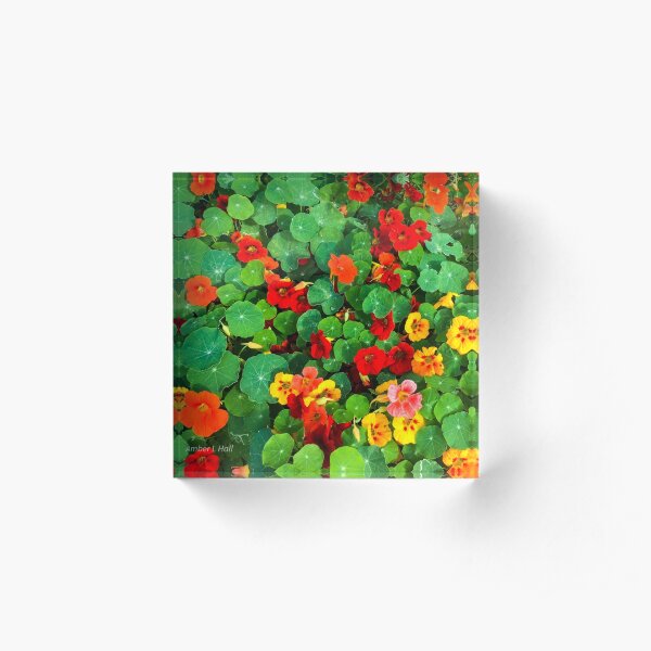 Nasturtiums Acrylic Block