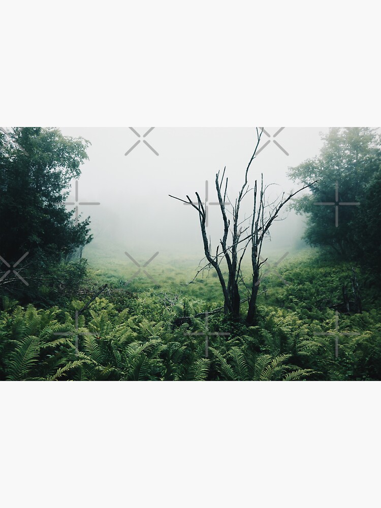 Foggy Forest of Ferns by StellarTatter