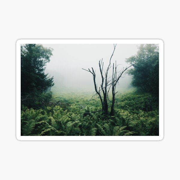 Foggy Forest of Ferns Sticker