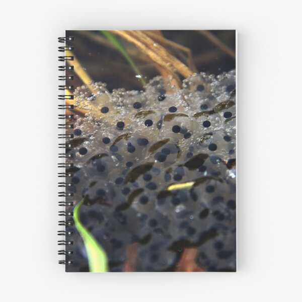 Item preview, Frog eggs, wildlife photo (tadpole) designed and sold by Stéphane  Thirion.