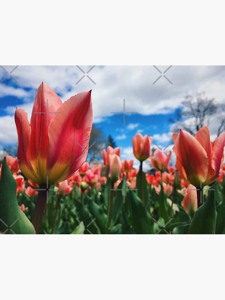 Field of Tulips by StellarTatter