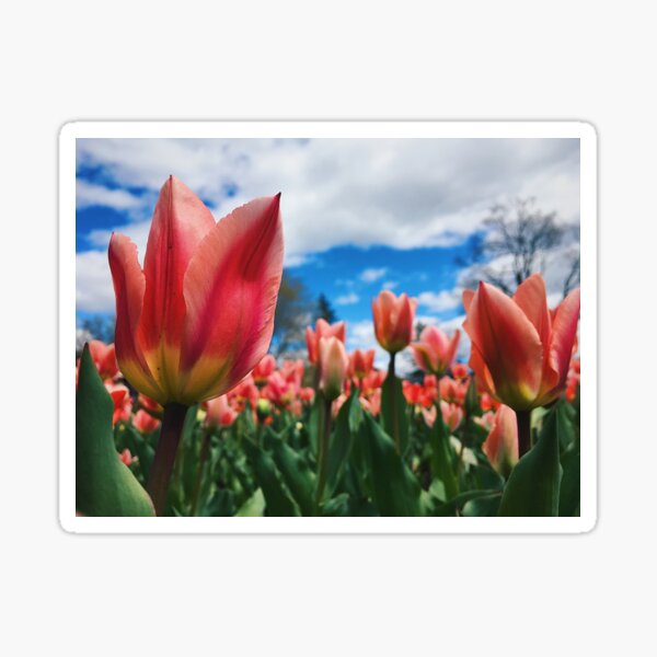 Field of Tulips Sticker