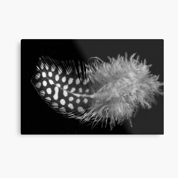 Close Up of Elegant Black and White Guinea Fowl Feather Metal Print