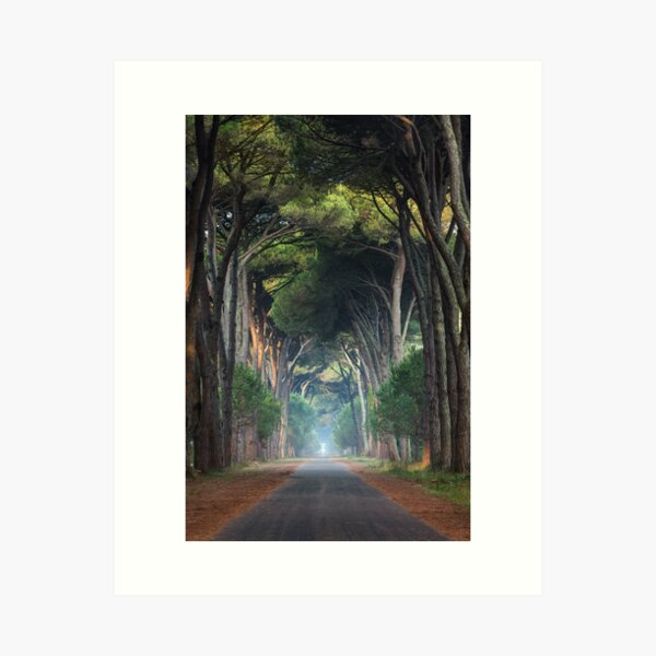 Tree Tunnel Art Print
