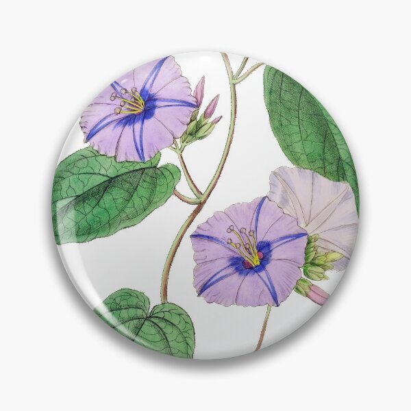 Item preview, Morning glory Jacquemontia TDC designed and sold by domdjs4239.