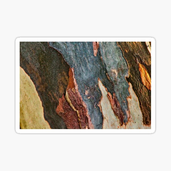 Eucalyptus Tree Bark and Wood Abstract Natural Texture 28 Sticker