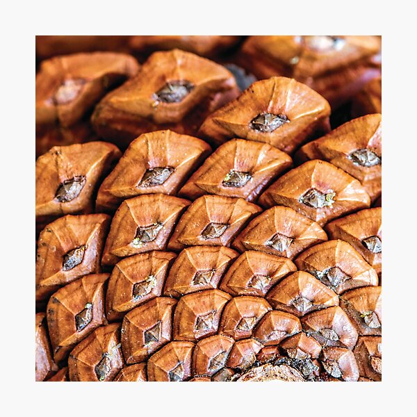 Item preview, Pine Cone Texture designed and sold by AntWest.