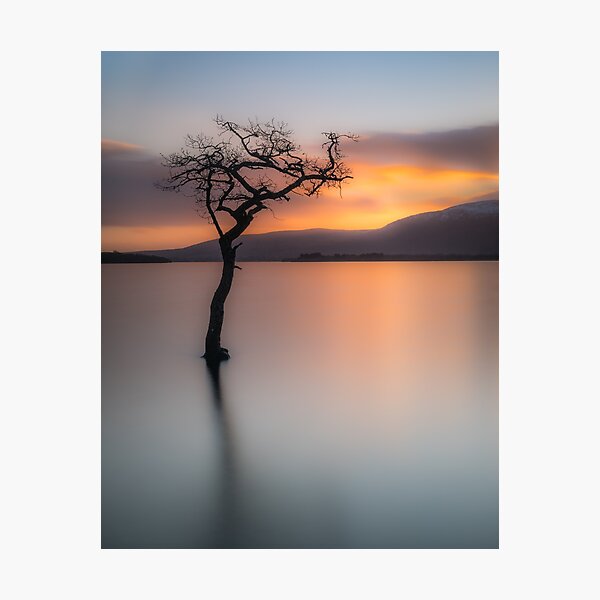 Millarochy Tree - Loch Lomond Photographic Print