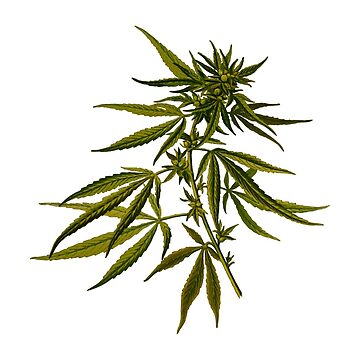 Artwork thumbnail, Cannabis by SiddharthaMoon