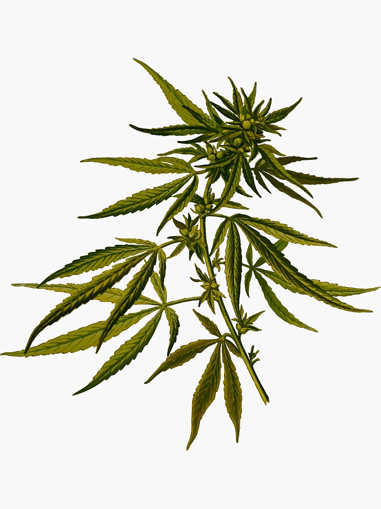 Thumbnail 3 of 3, Sticker, Cannabis designed and sold by SiddharthaMoon.