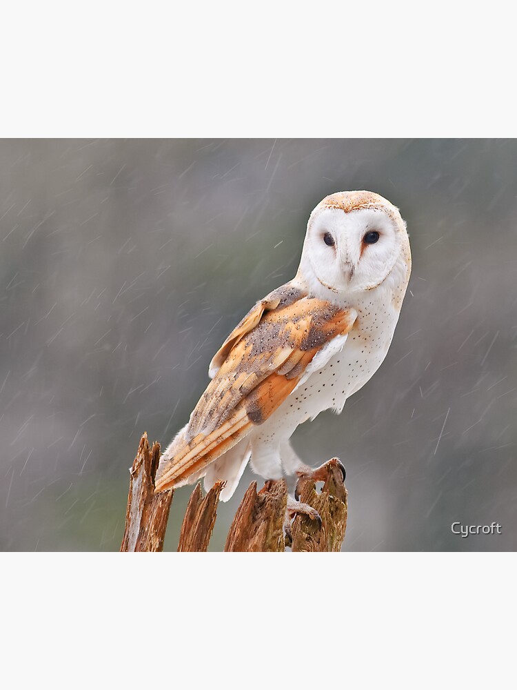 Barn Owl by Cycroft