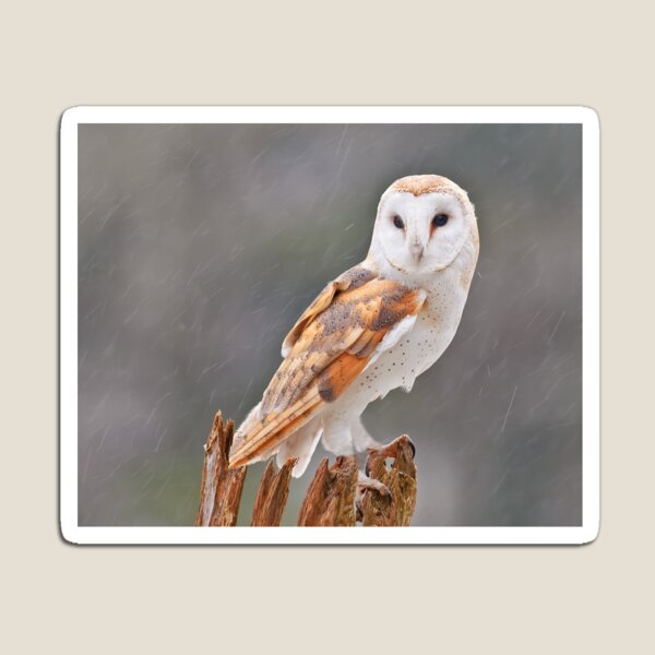 Barn Owl Magnet