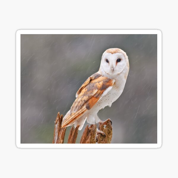 Barn Owl Sticker