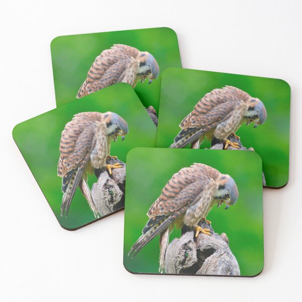 Item preview, American Kestrel designed and sold by Cycroft.