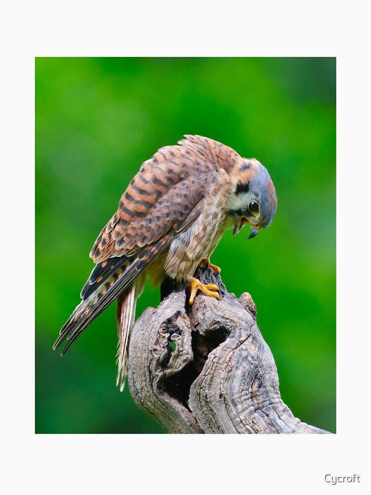 American Kestrel by Cycroft