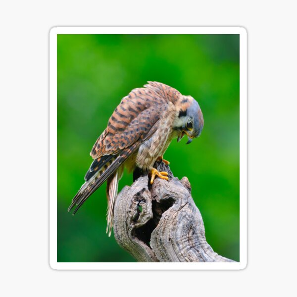 American Kestrel Sticker