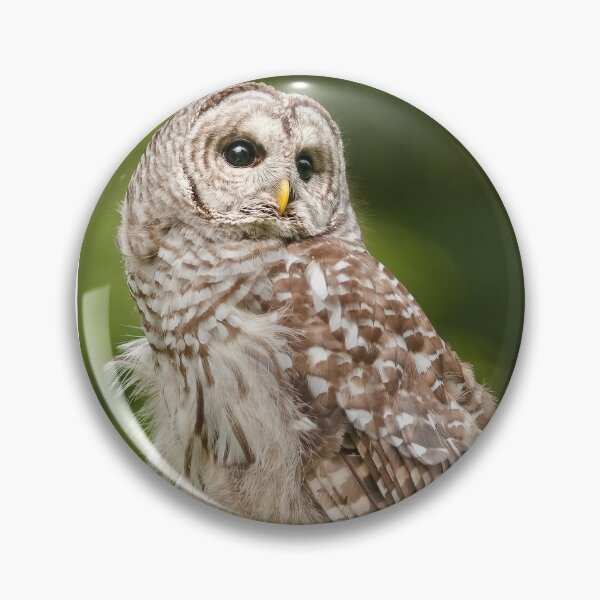 Artikelvorschau, Barred Owl entworfen und verkauft von Cycroft.