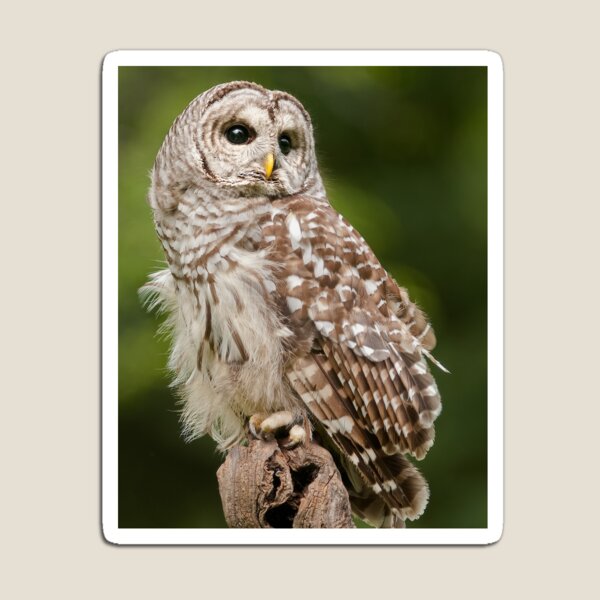 Barred Owl Magnet