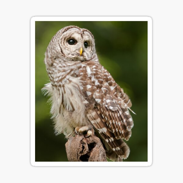 Barred Owl Sticker