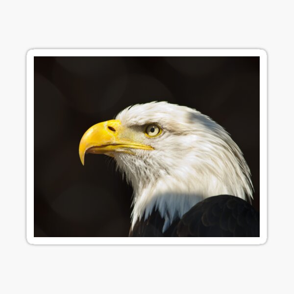 Bald Eagle Sticker