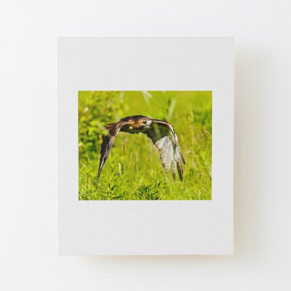 Red-tailed Hawk Wood Mounted Print