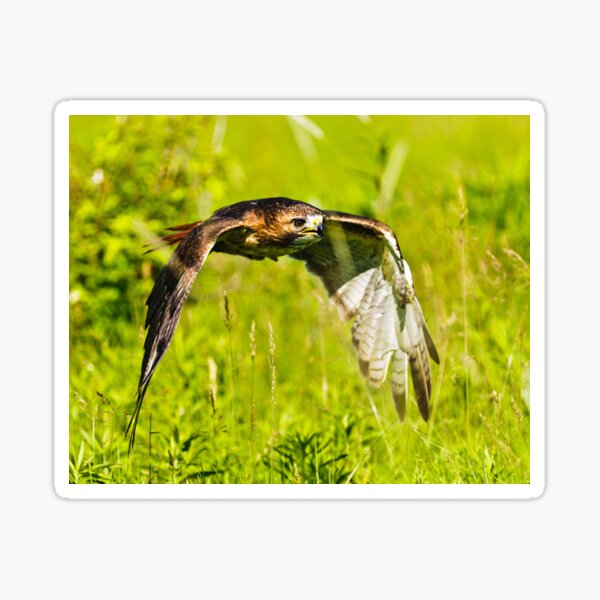 Red-tailed Hawk Sticker