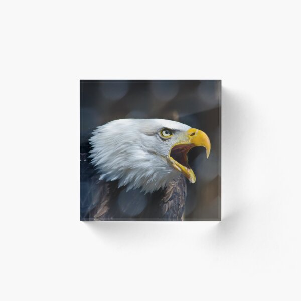 Screaming Bald Eagle Acrylic Block