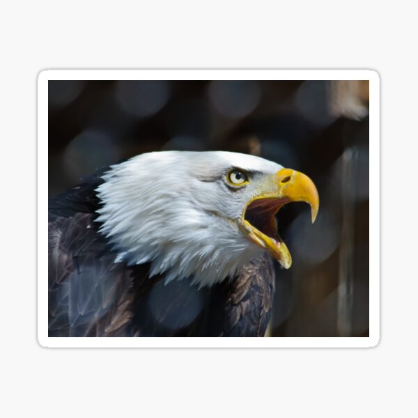Screaming Bald Eagle Sticker