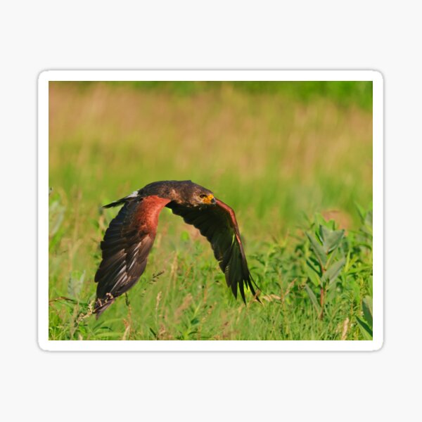 Harris's Hawk in flight Sticker
