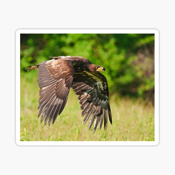 Juvenile Bald Eagle Sticker
