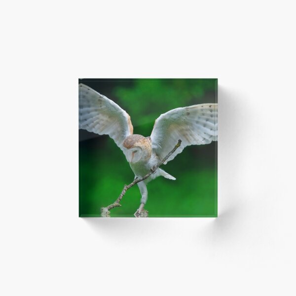 Barn Owl Acrylic Block