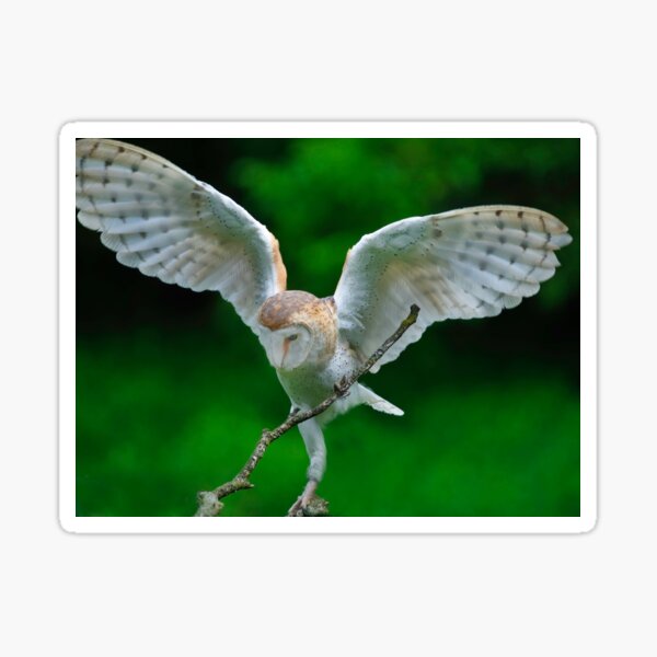 Barn Owl Sticker